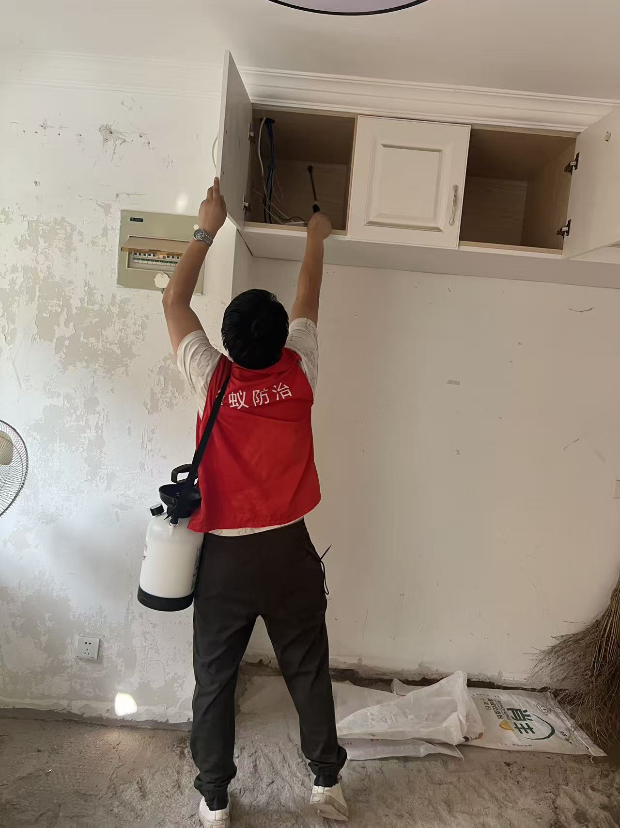 乳白蚁饲养攻略书：从入门到精通的全方位指南