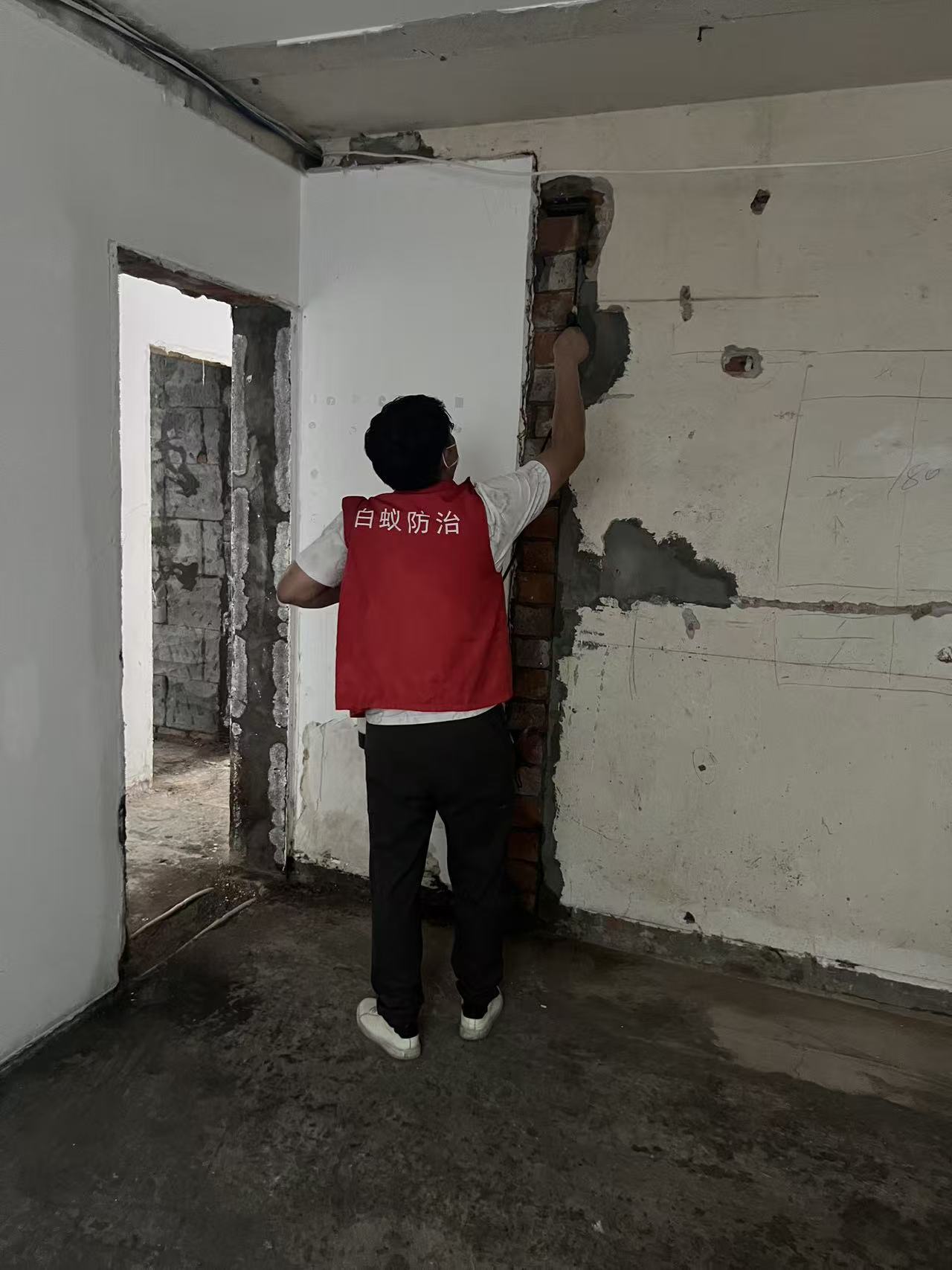 桉树种植后预防白蚁：关键措施与生态平衡之道