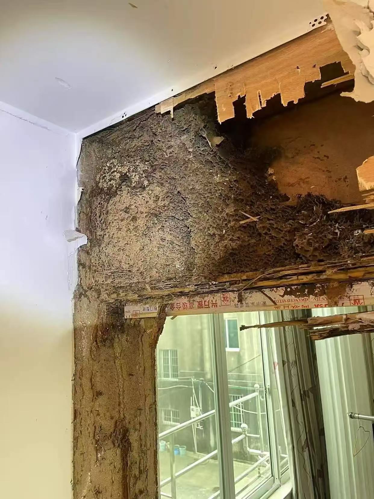 新会厂房灭白蚁收费：全面解析与实用指南