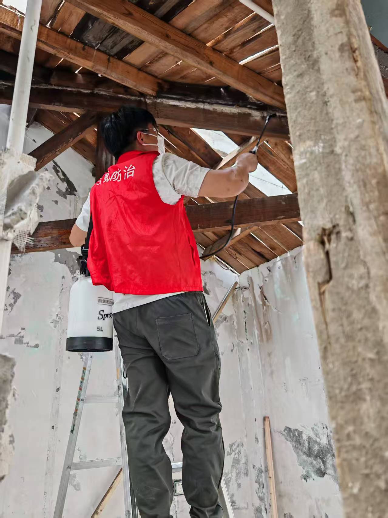 杭州市白蚁防治站:怎么防白蚁处理:全面指南与实用技巧 杭州市白蚁防治站:怎么防白蚁处理:全面指南与实用技巧