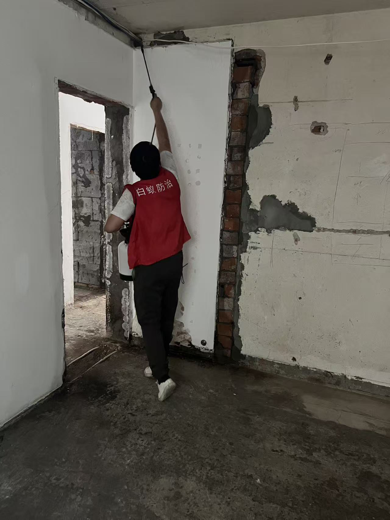 为什么就有白蚁了呢？揭秘白蚁入侵的根源与防治之道