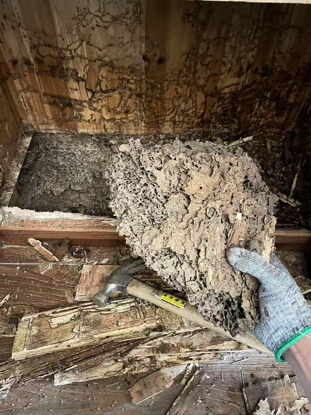 杭州市白蚁防治站:宁乡市白蚁防治:守护家园的隐形卫士 杭州市白蚁防治站:宁乡市白蚁防治:守护家园的隐形卫士