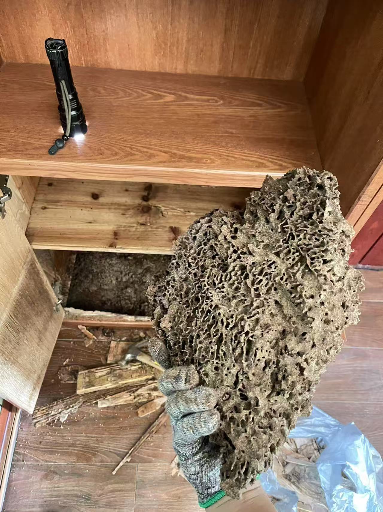 杭州市白蚁防治站：海昆专业白蚁防治：守护家园的隐形卫士