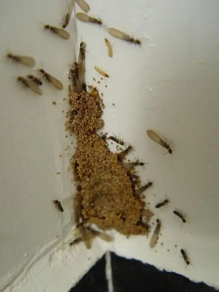 农村建房怎样灭白蚁呢?全面防治策略与实用方法 农村建房怎样灭白蚁呢?全面防治策略与实用方法