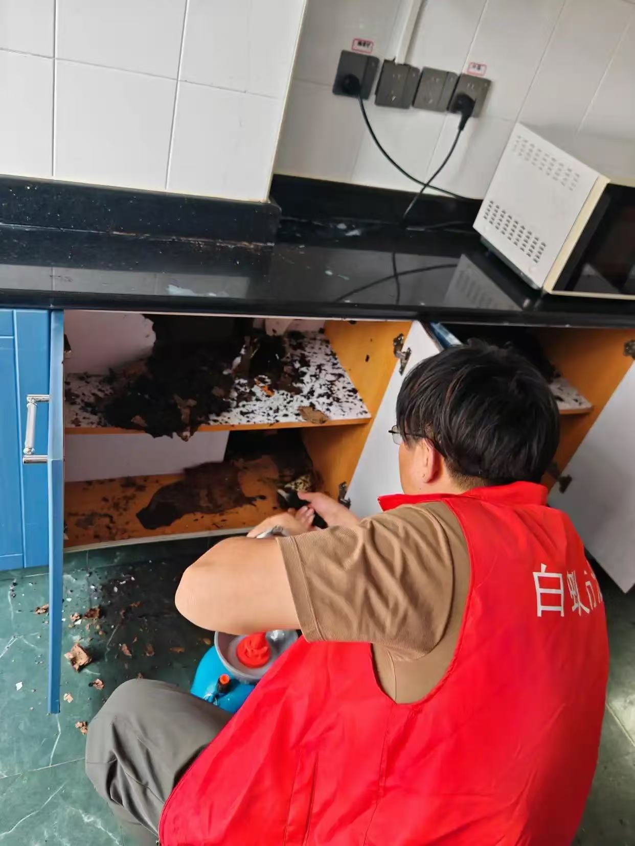 杭州市白蚁防治站：长兴物业灭白蚁哪家好？专业团队守护您的家园安宁