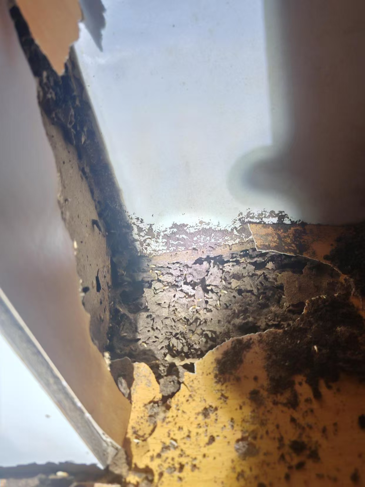 杭州市白蚁防治站：什么木头能杀白蚁：天然防蚁木材的科学选择与应用指南