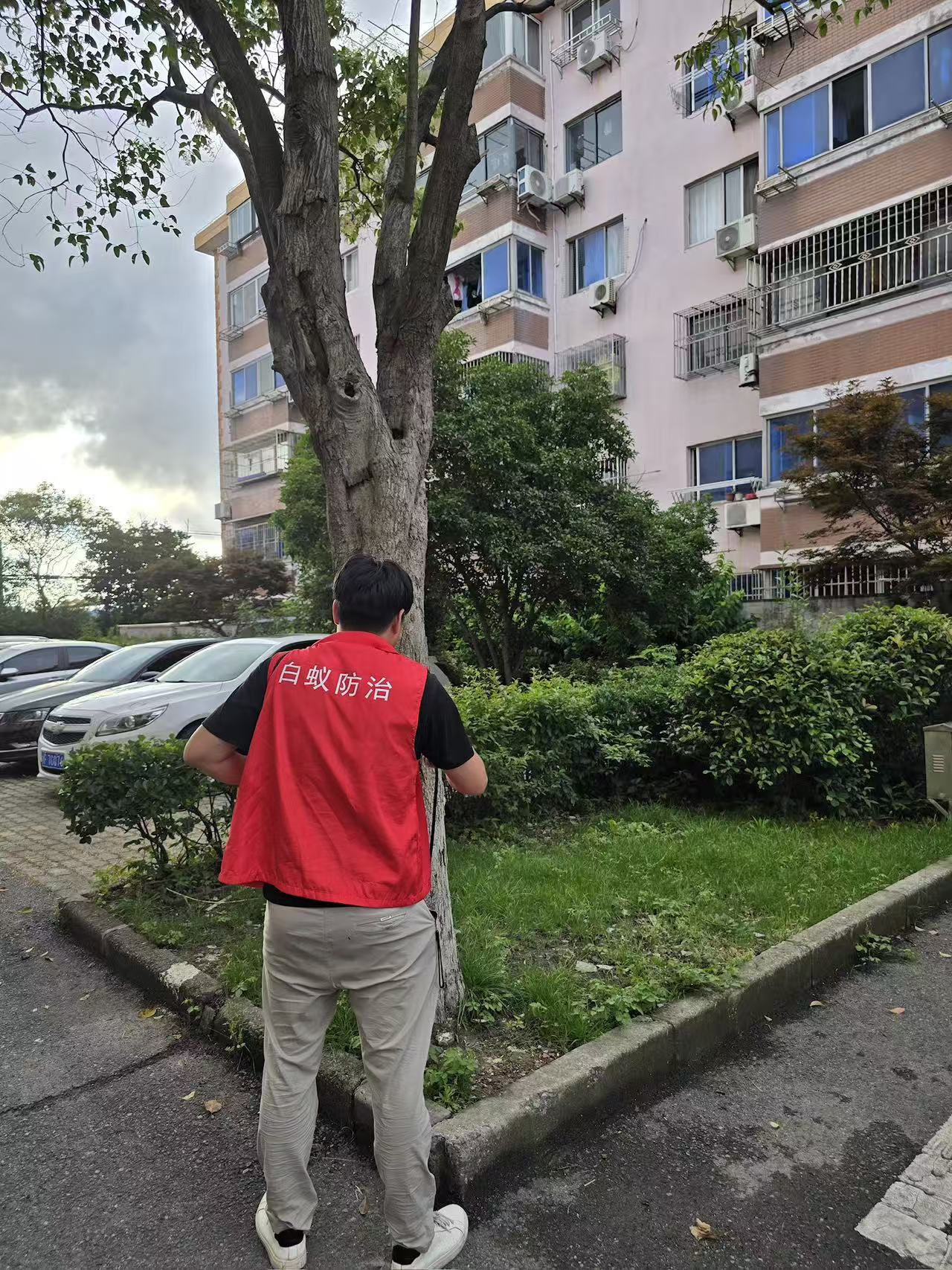 什么木头没有白蚁？揭秘天然抗蚁木材的奥秘