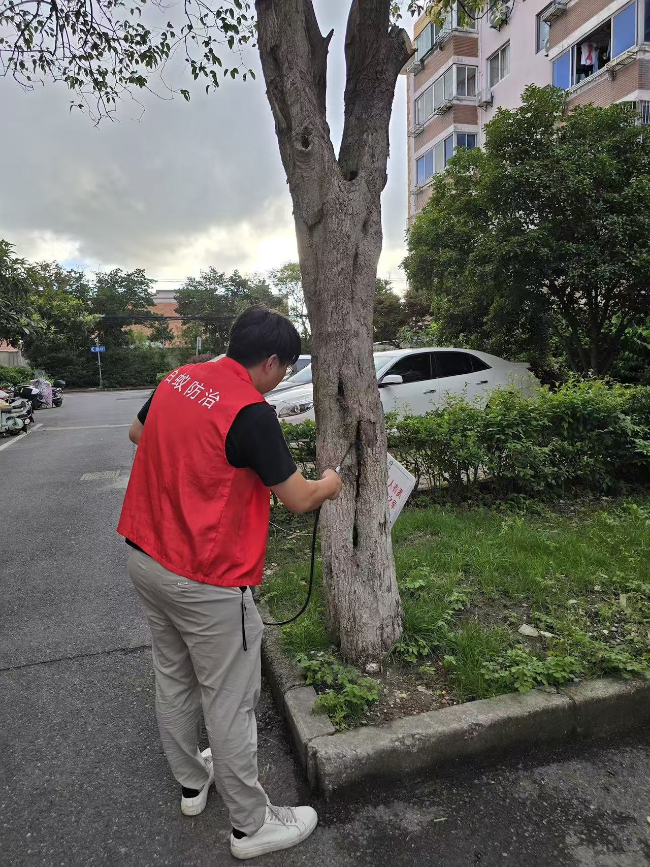 杭州市白蚁防治站：什么木头能杀白蚁：天然防蚁木材的科学选择与应用指南